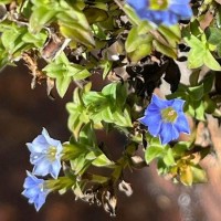 Gentiana pedicellata subsp. zeylanica (Griseb.) Halda